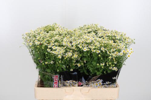 Tanacetum parthenium 'Single Vegmo'