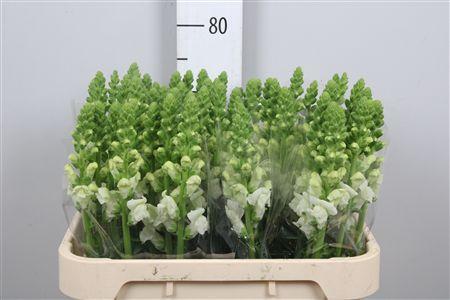 Antirrhinum majus 'Antibes White'