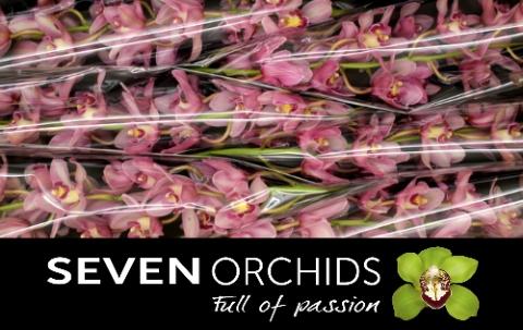 Cymbidium grootbloemig per tak 'Trudy'