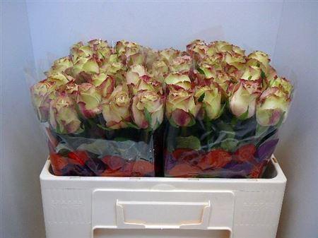 Rosa grootbloemig Upper Secret