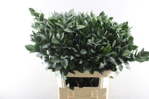 Ruscus hypophyllum (groot blad)