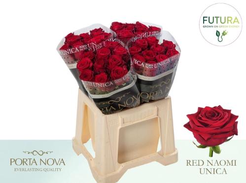 Rosa grootbloemig Red Naomi!