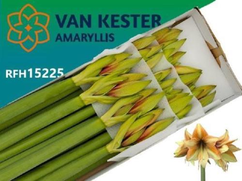 Hippeastrum Galaxy Grp 'Mocca'