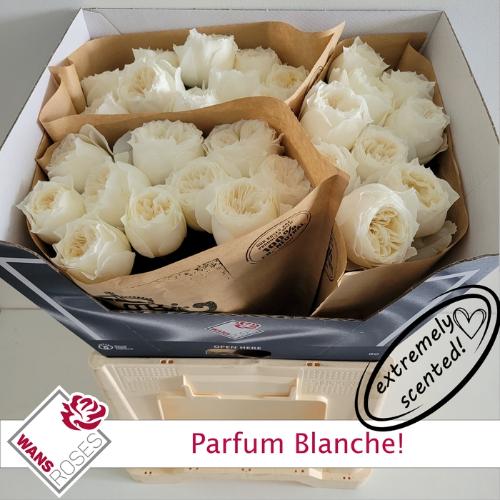 Rosa grootbloemig Parfum Blanche!