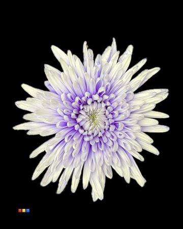 Chrysanthemum (Indicum Grp) geplozen Topspin kleurbehandeld H%