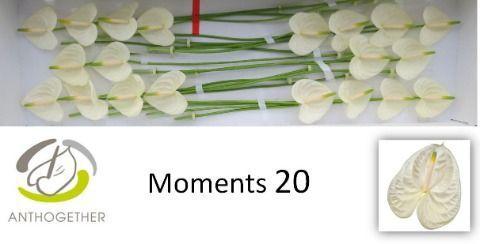Anthurium Andreanum Grp Moments