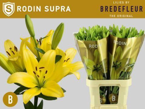 Lilium Longiflorum x Aziatische Grp 'Rodin'