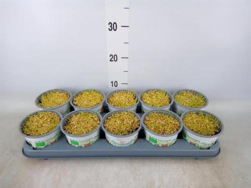 Hordeum sp. Kattegras