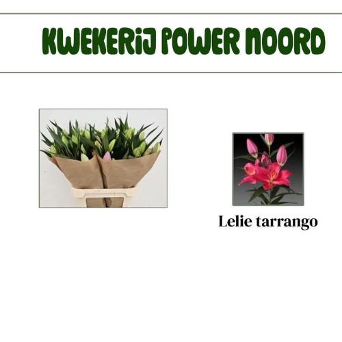 Lilium Oriental Grp 'Tarrango'