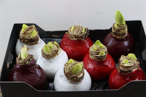 Hippeastrum bol gewaxt H%