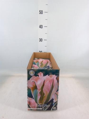 Tulipa (bol)