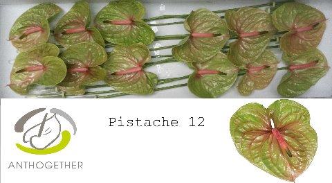 Anthurium Andreanum Grp Pistache