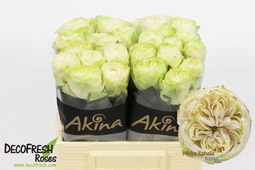 Rosa grootbloemig White Kahala-Bb