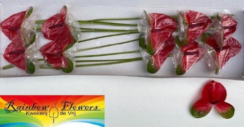 Anthurium Andreanum Grp Mars Imp