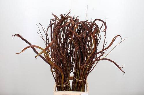 Salix udensis 'Sekka'