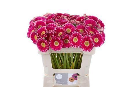 Gerbera mini Twiggy