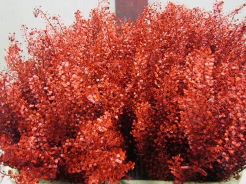 Lepidium kleurbehandeld H%