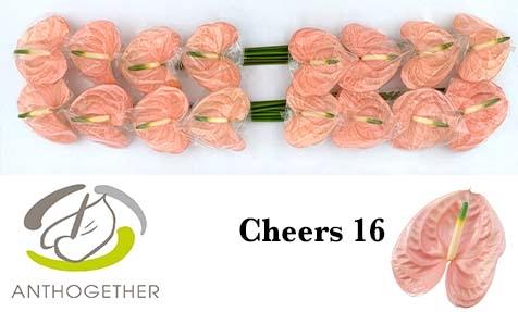 Anthurium Andreanum Grp Cheers