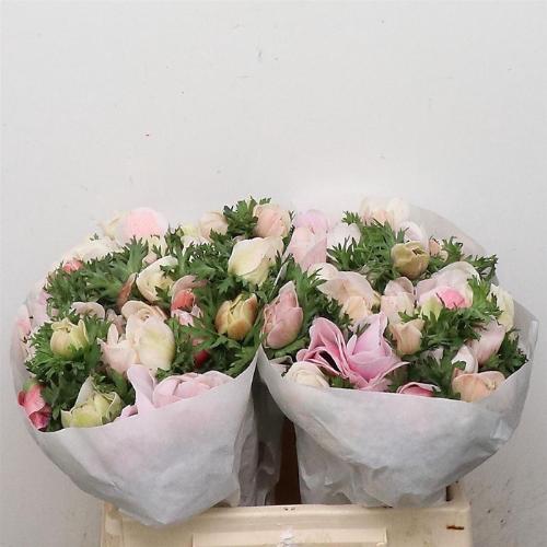 Anemone coronaria 'Mistral Plus White'