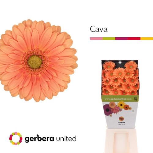 Gerbera mini Cava