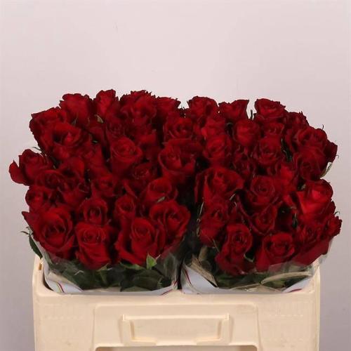 Rosa grootbloemig Ever Red