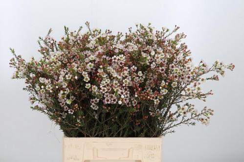 Chamelaucium micranthum 'Tal'