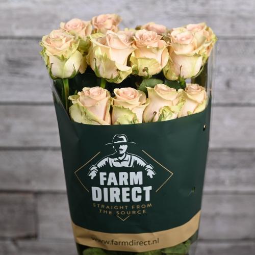 Rosa grootbloemig overig