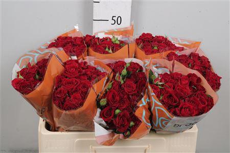 Rosa tros Rubicon