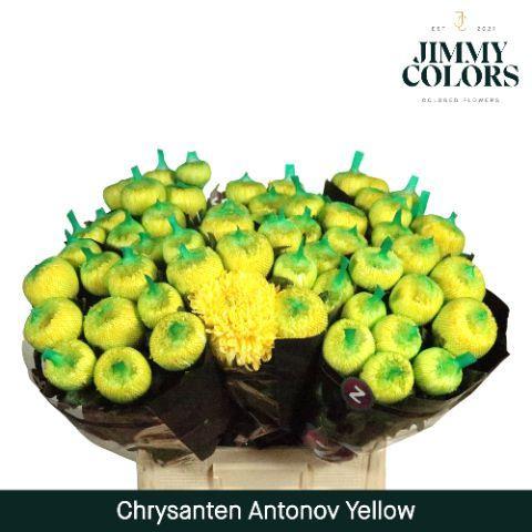 Chrysanthemum (Indicum Grp) geplozen Antonov kleurbehandeld H%
