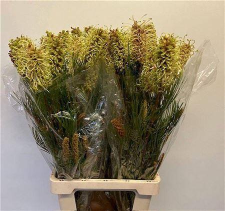 Grevillea 'Spiderman'