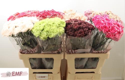 Dianthus standaard gemengd in fust