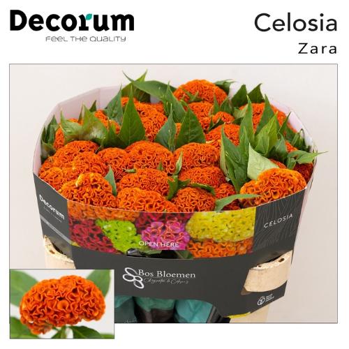 Celosia argentea (Cristata Grp) 'Act Zara'