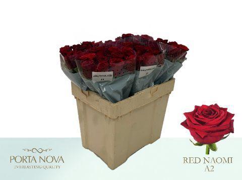 Rosa grootbloemig Red Naomi!