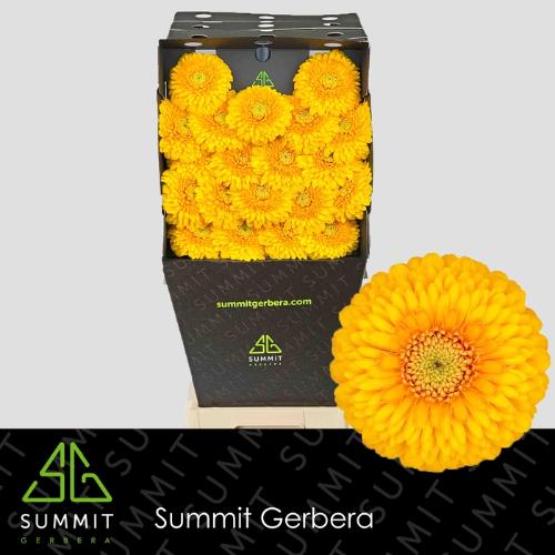 Gerbera mini bolvormig Pomponi Honeydew