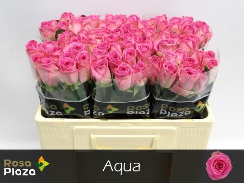 Rosa grootbloemig Aqua!