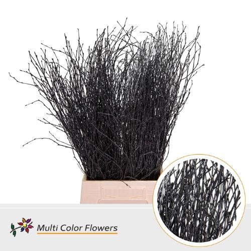 Betula kleurbehandeld H%