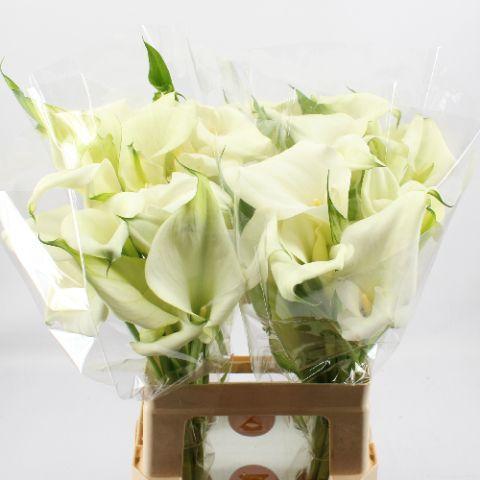 Zantedeschia 'Captain Ventura'