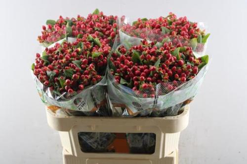 Hypericum inodorum Magical Triumph