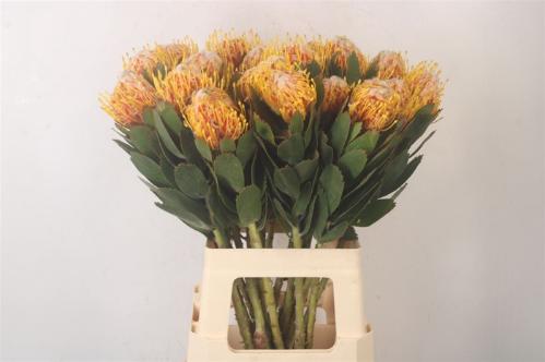 Leucospermum nutans 'Veldfire'