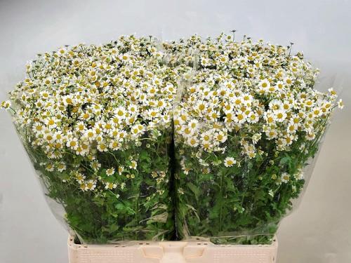 Tanacetum parthenium Cameron