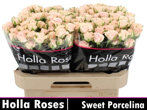 Rosa tros Sweet Porcelina