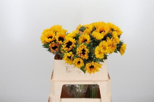 Helianthus annuus 'Orange Fire'