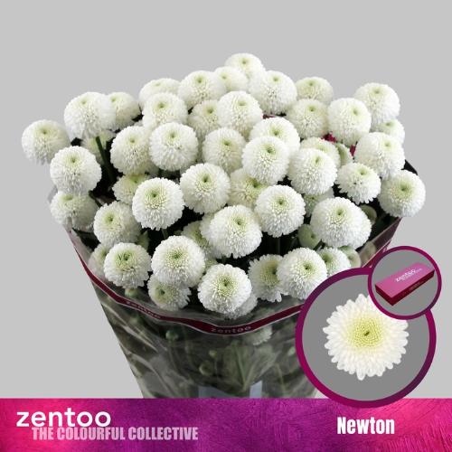 Chrysanthemum (Indicum Grp) tros santini Newton
