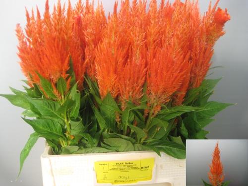 Celosia Plumosa Grp 'Apricot Brandy'
