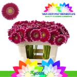40512278-683c-4abd-ac58-73cd96178ea9.jpg