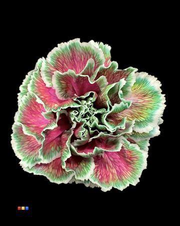 Dianthus standaard kleurbehandeld H%