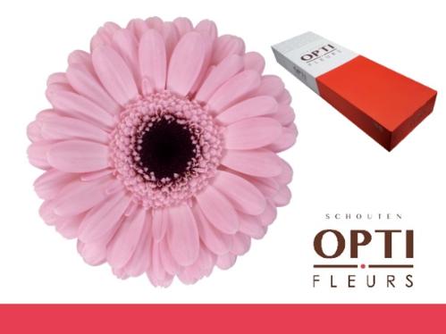 Gerbera mini Smart