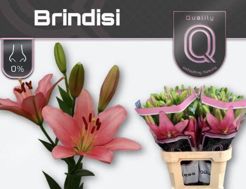 Lilium Longiflorum x Aziatische Grp 'Brindisi'