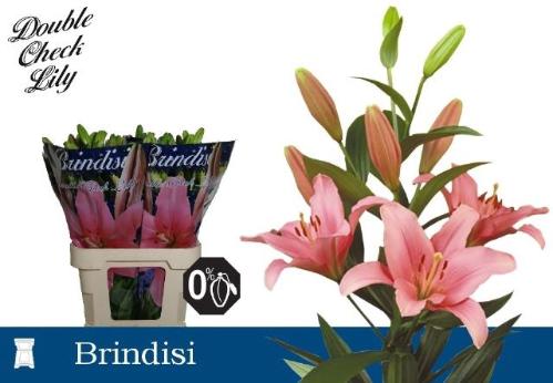 Lilium Longiflorum x Aziatische Grp 'Brindisi'