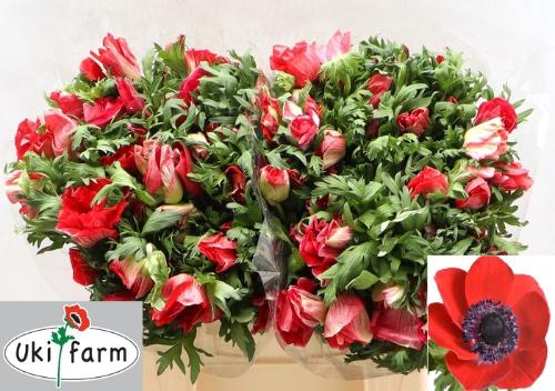 Anemone coronaria 'Galil Rood'